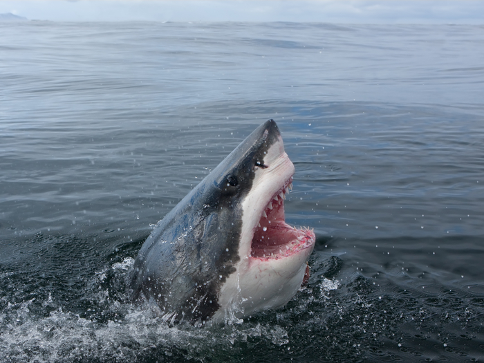 white shark nom