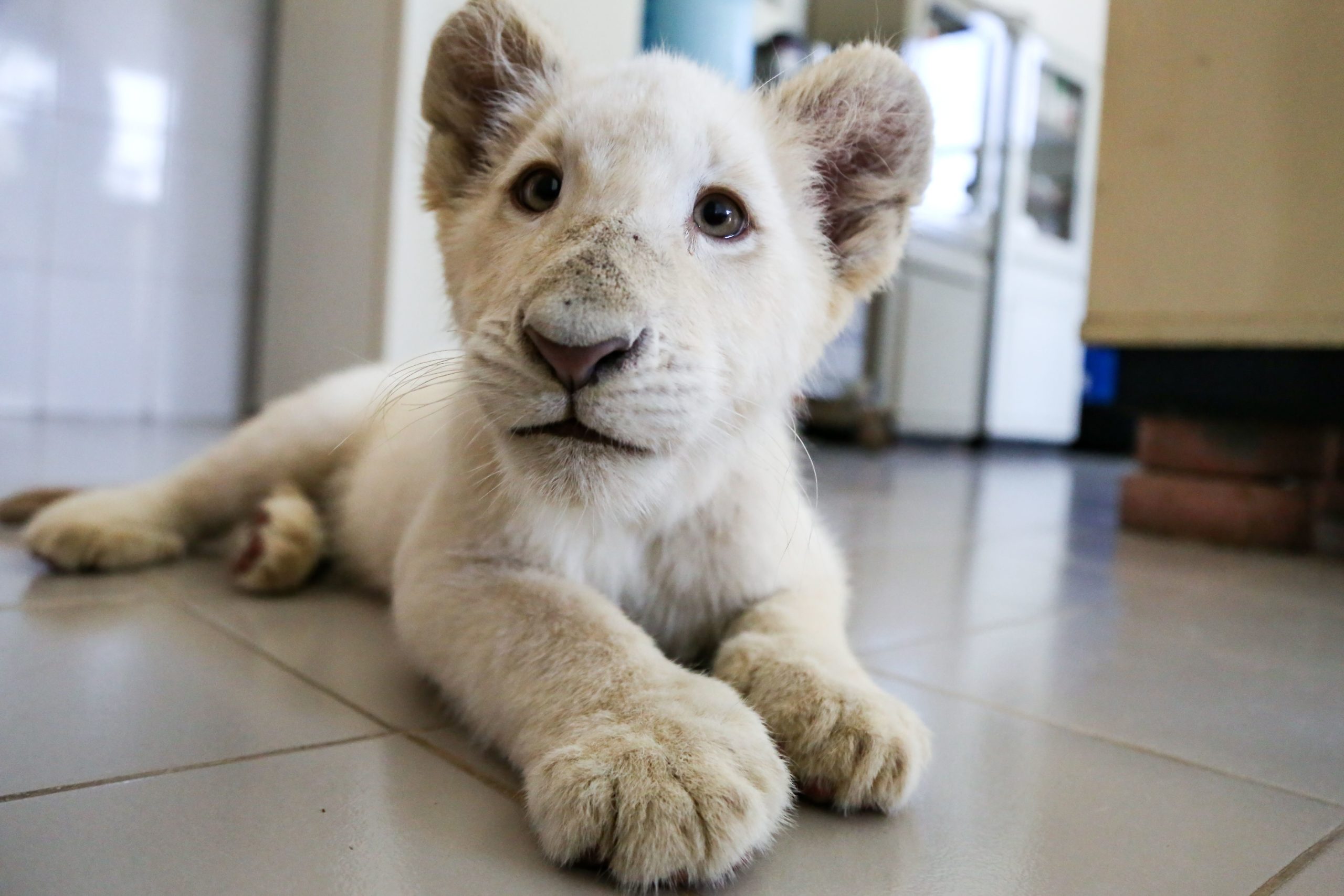 Cougar Caught in Cali Classroom - TFM