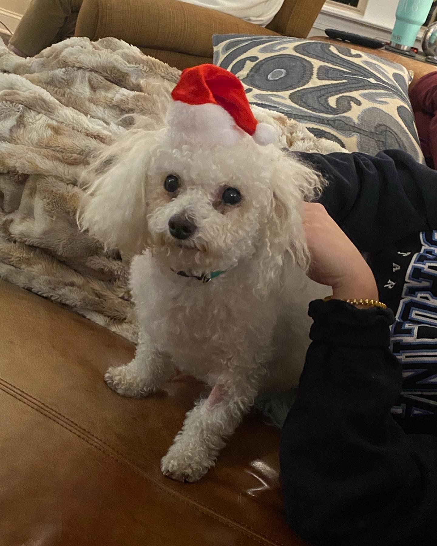 My Dog Died, I Wrote His Obituary TFM