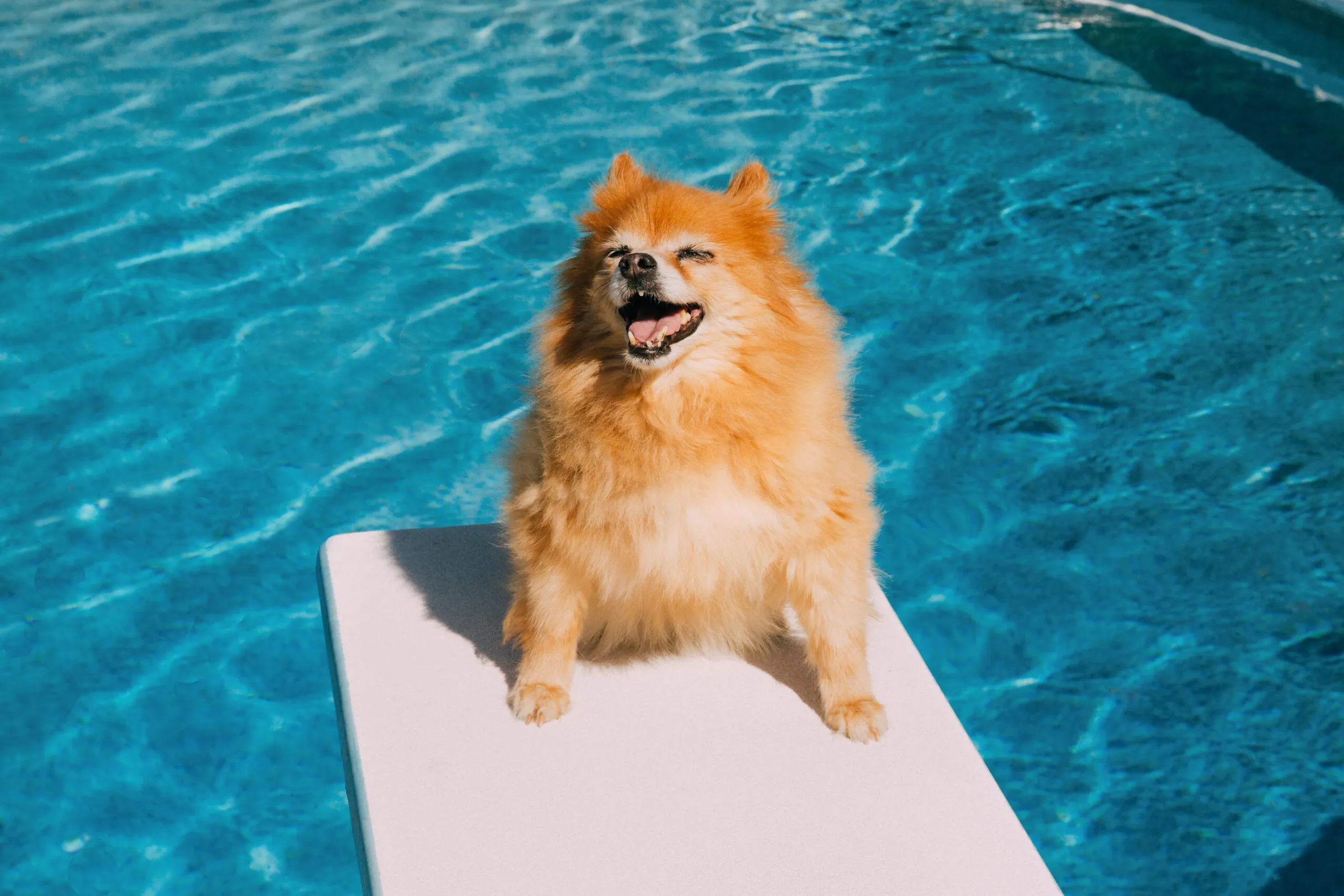 Hot dog summer: happy dog near swimming pool on diving board. Funny dog is a Pomeranian, small dog breed. Conceptual image for vacation, staycation, heat exhaustion, or "dog days of summer." Dog outdoors is panting but appears to be smiling and having summertime fun.