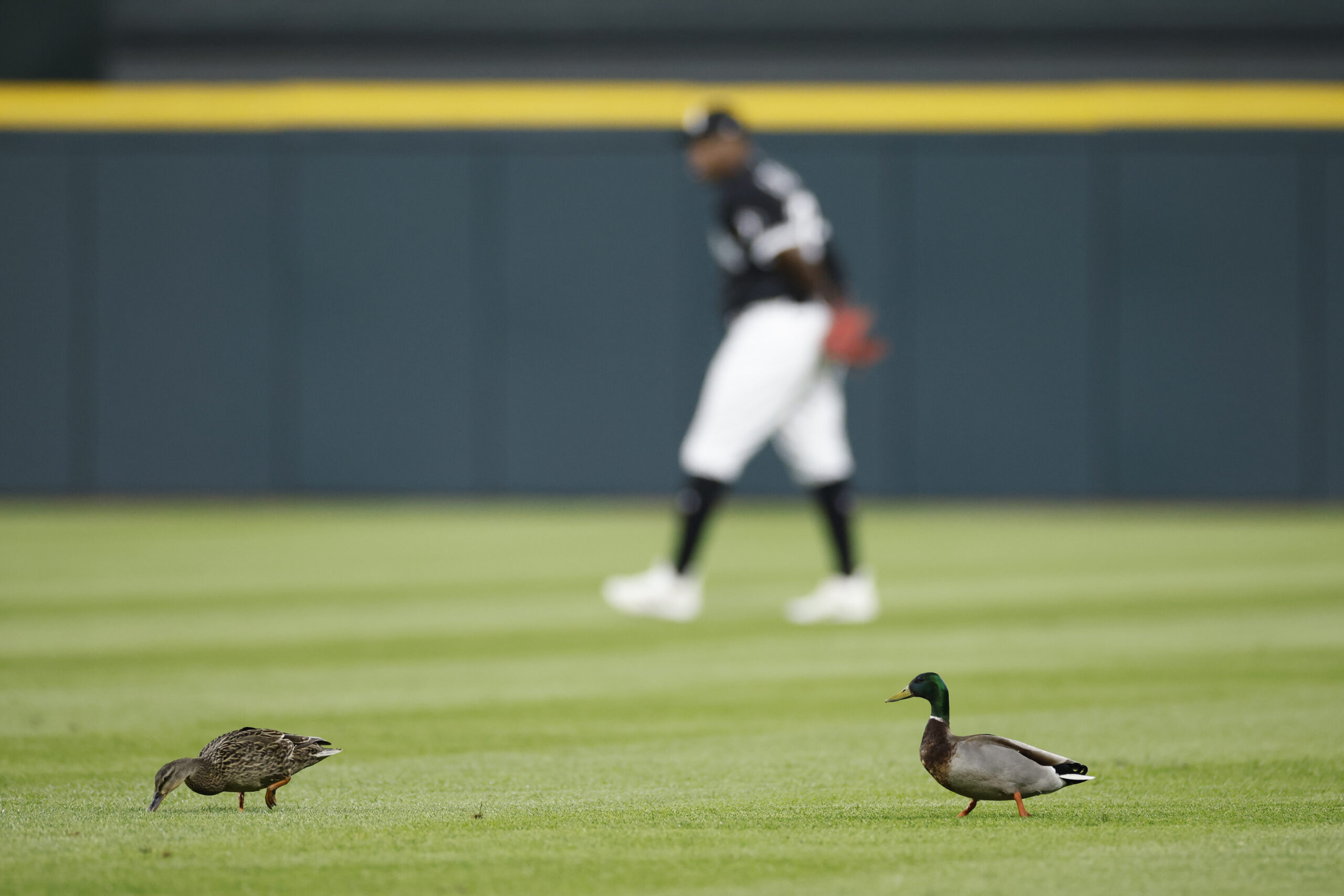 Zac Gallen kills bird with warm-up pitch like Randy Johnson