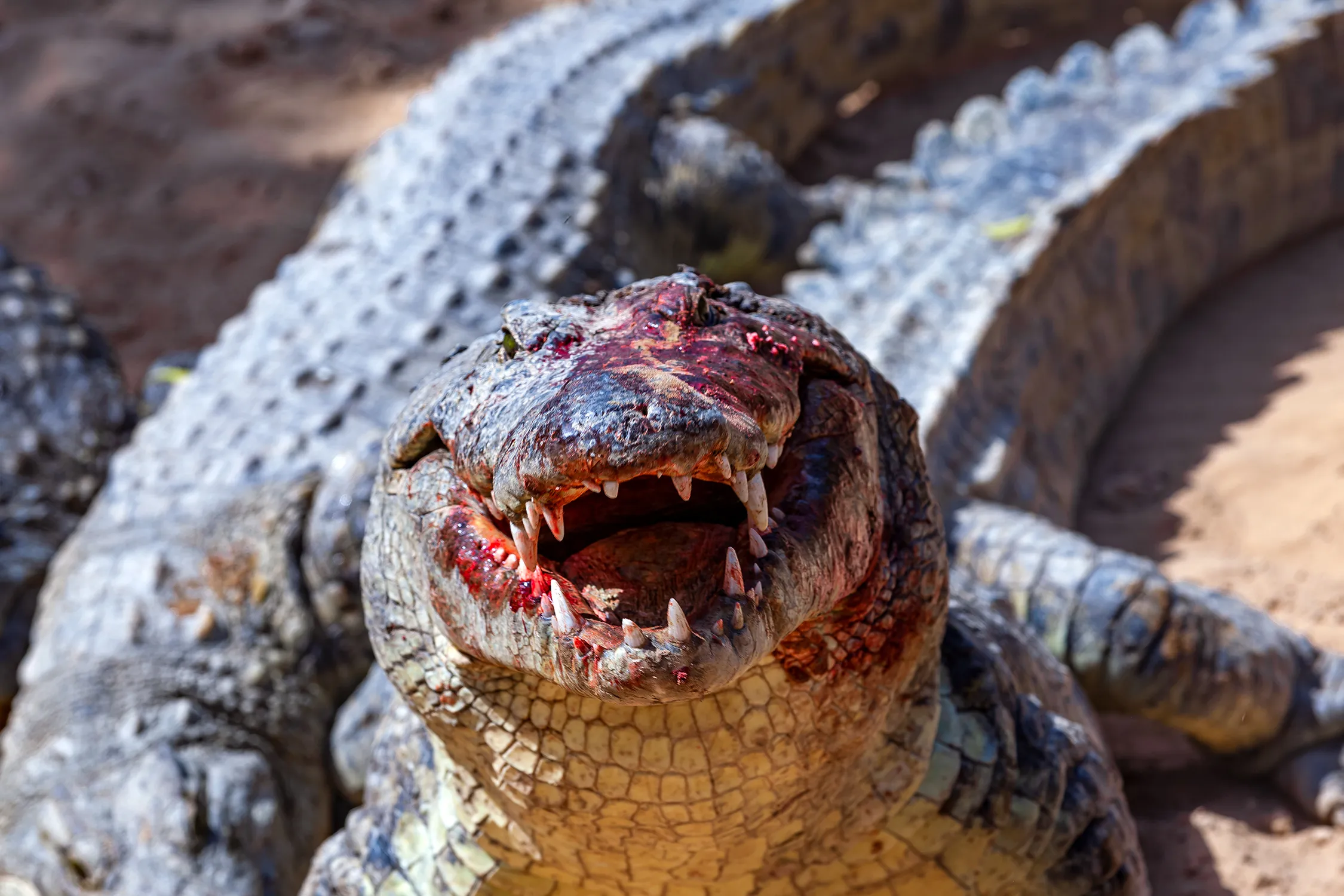 WATCH: Florida Man Loses Arm in Vicious Alligator Attack