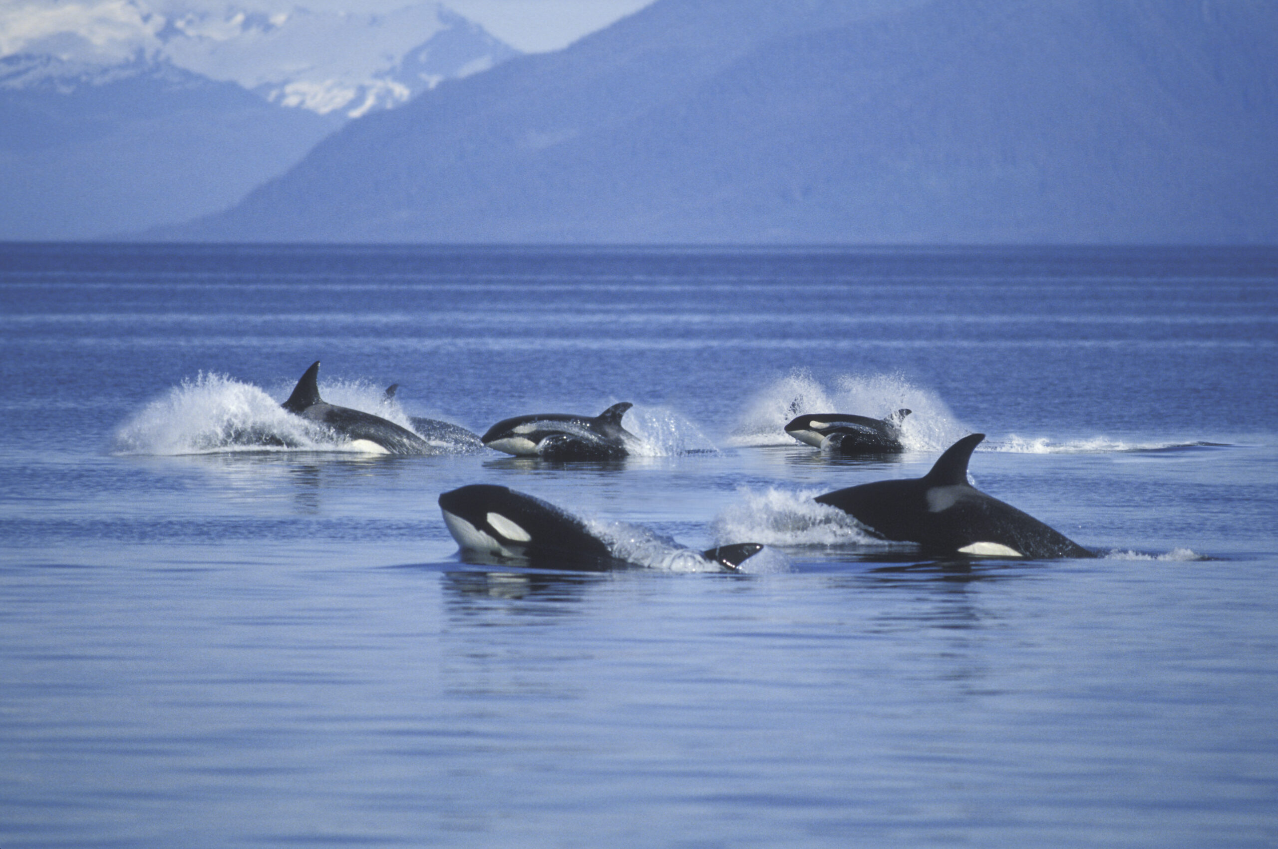 Killer Whales Are Teaching Their Young To Sink Ships - TFM