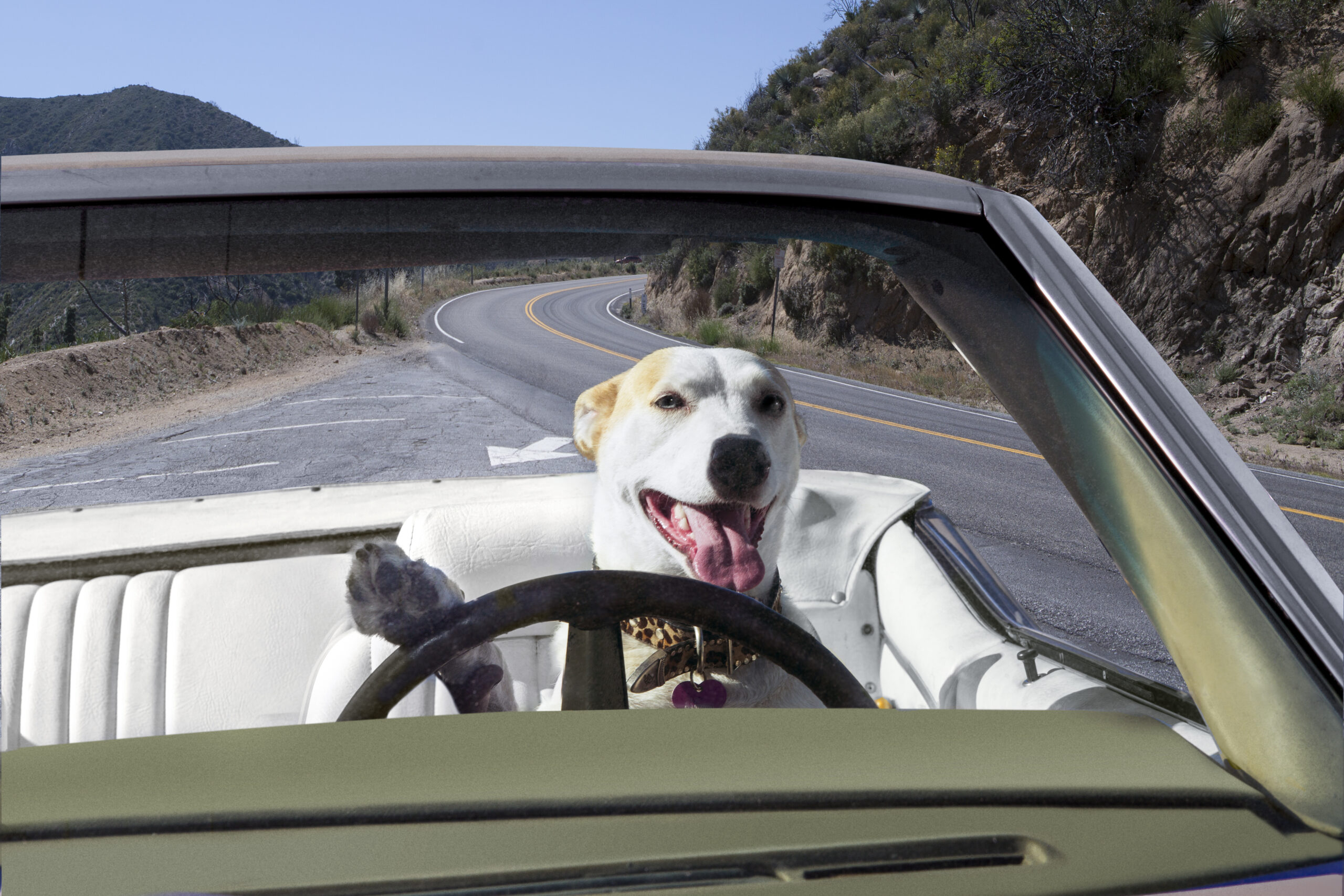 Dog driving convertible in the mountains
