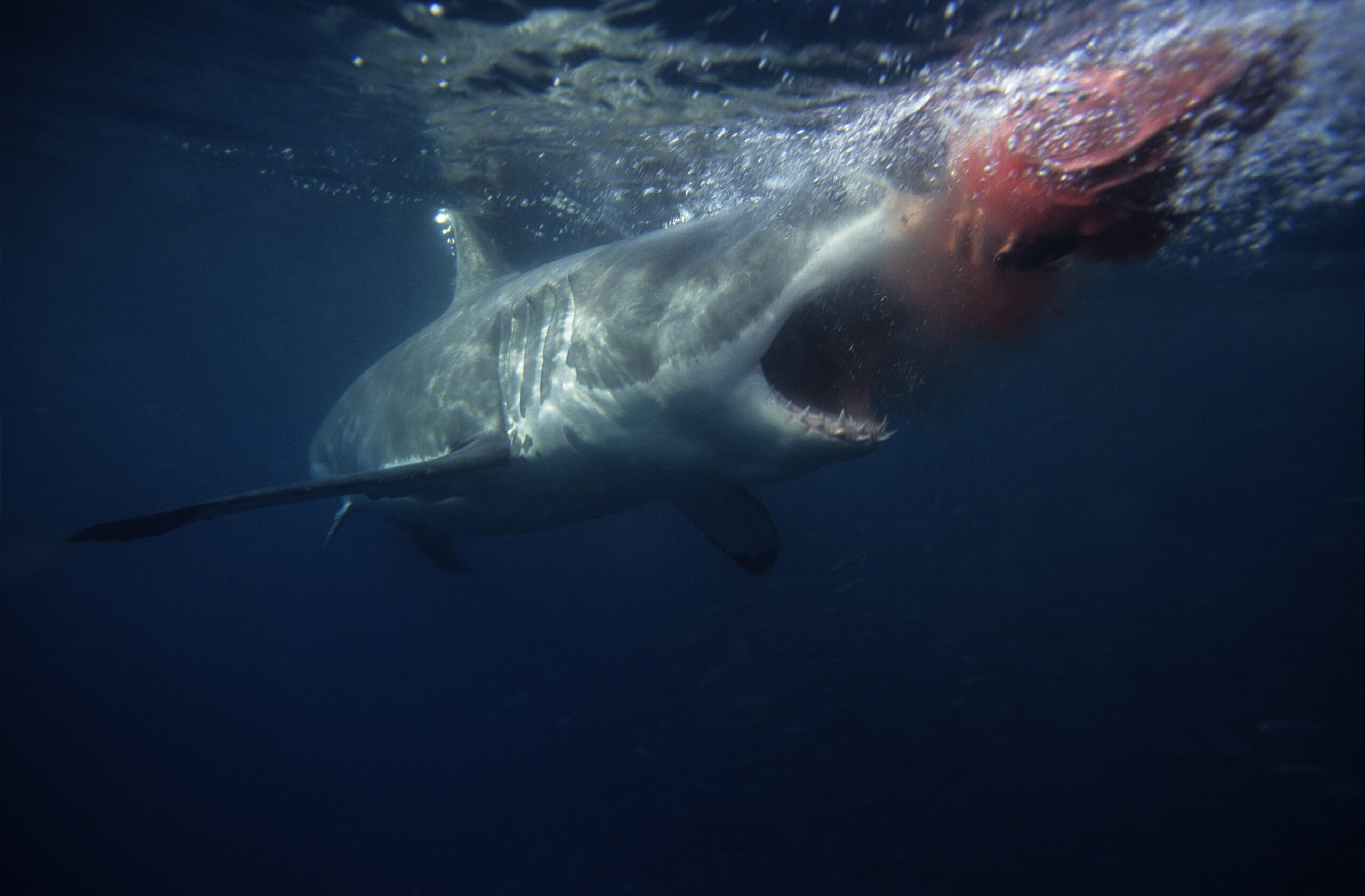 great white shark,carcharodon carcharias, attacking bait,south australia