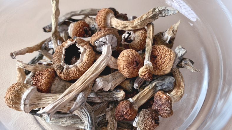 Minneapolis Legalizes Magic Mushrooms