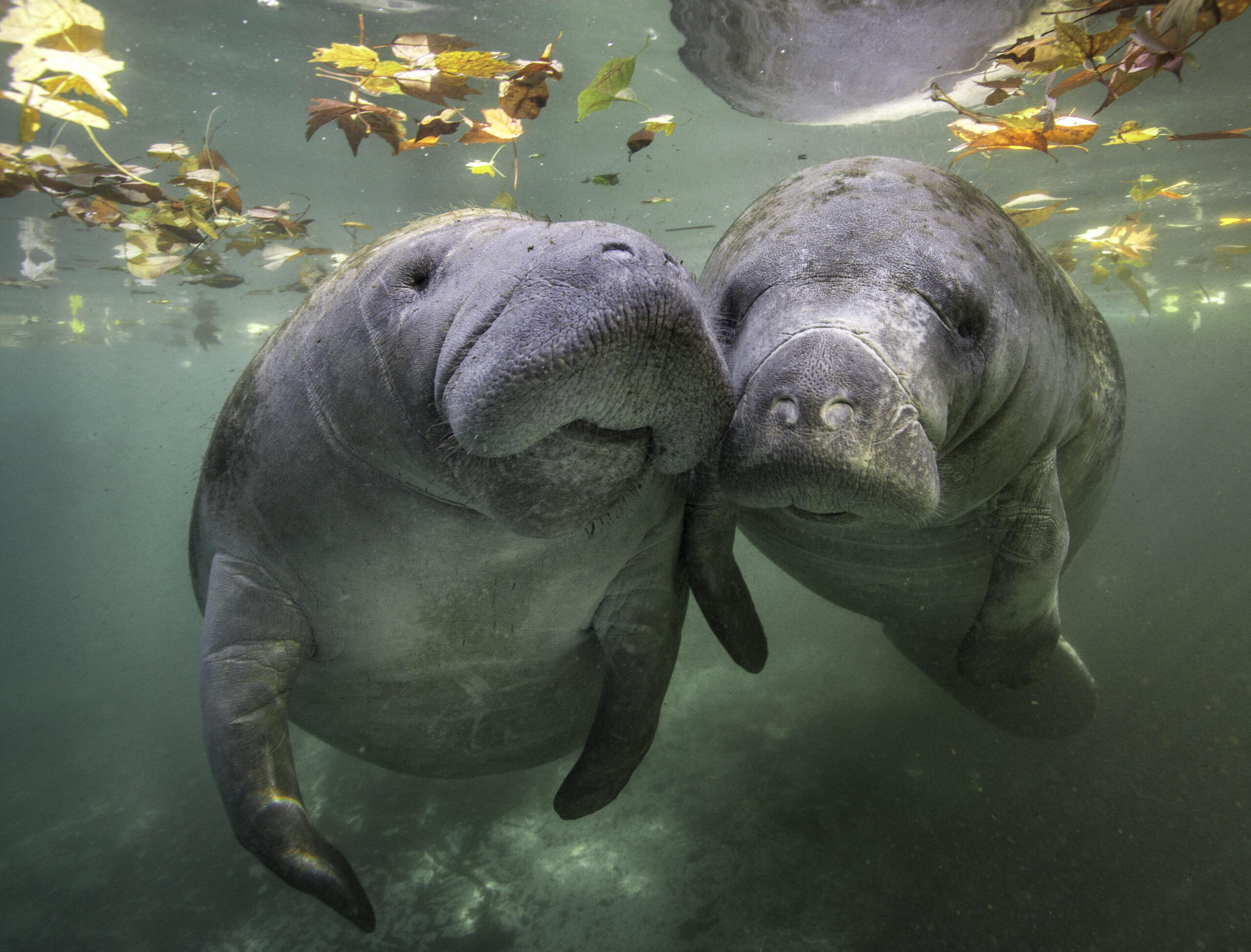Manatee Dies After “High Intensity Sex” With His Brother