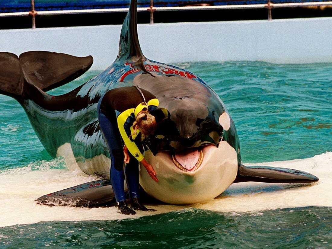 FILE - In this March 9, 1995 file photo, trainer Marcia Hinton pets Lolita, a captive orca whale, during a performance at the Miami Seaquarium in Miami. The new owners of the Miami Seaquarium will no longer stage shows with its aging orca Lolita under an agreement with federal regulators. MS Leisure, a subsidiary of The Dolphin Company, said in a news release it completed acquisition of the Seaquarium on Thursday, March 3, 2022.    (Nuri Vallbona/Miami Herald via AP, File)