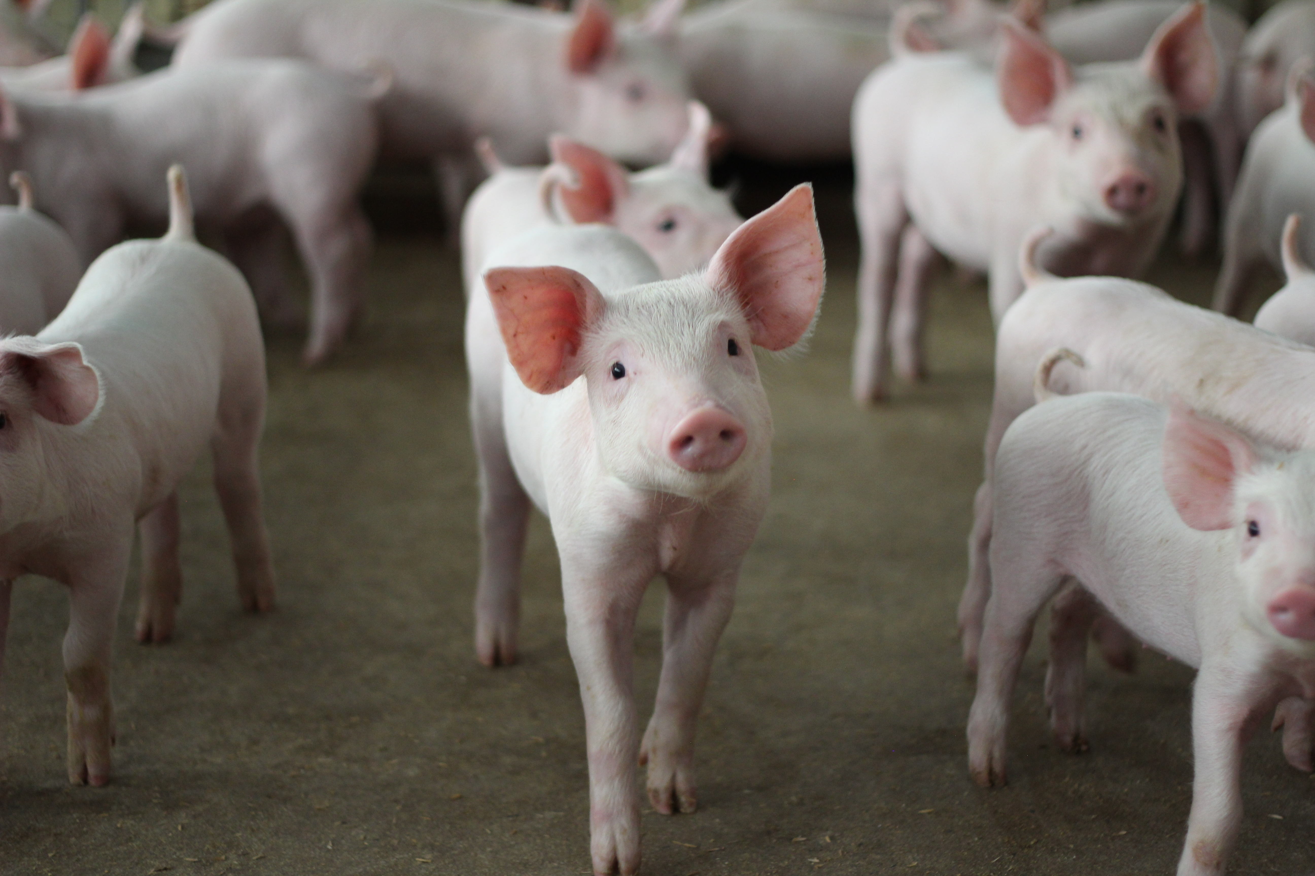 In the Name of Art? A Bunch of Piglets Left to Starve Reportedly Stolen