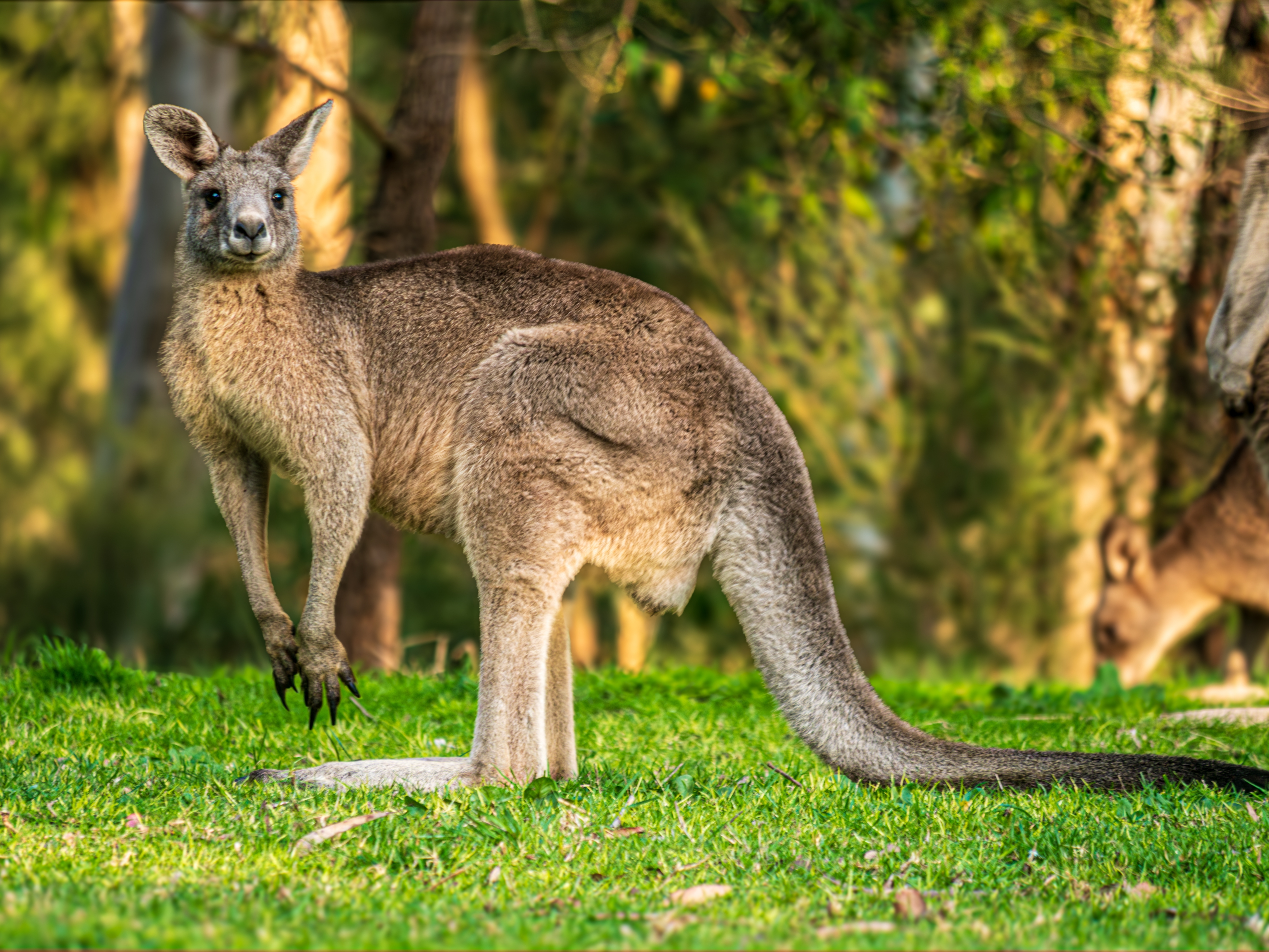 Kangaroo Shuts Down Highway in Alabama